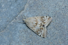 Tegostoma