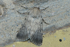 Dichagyris