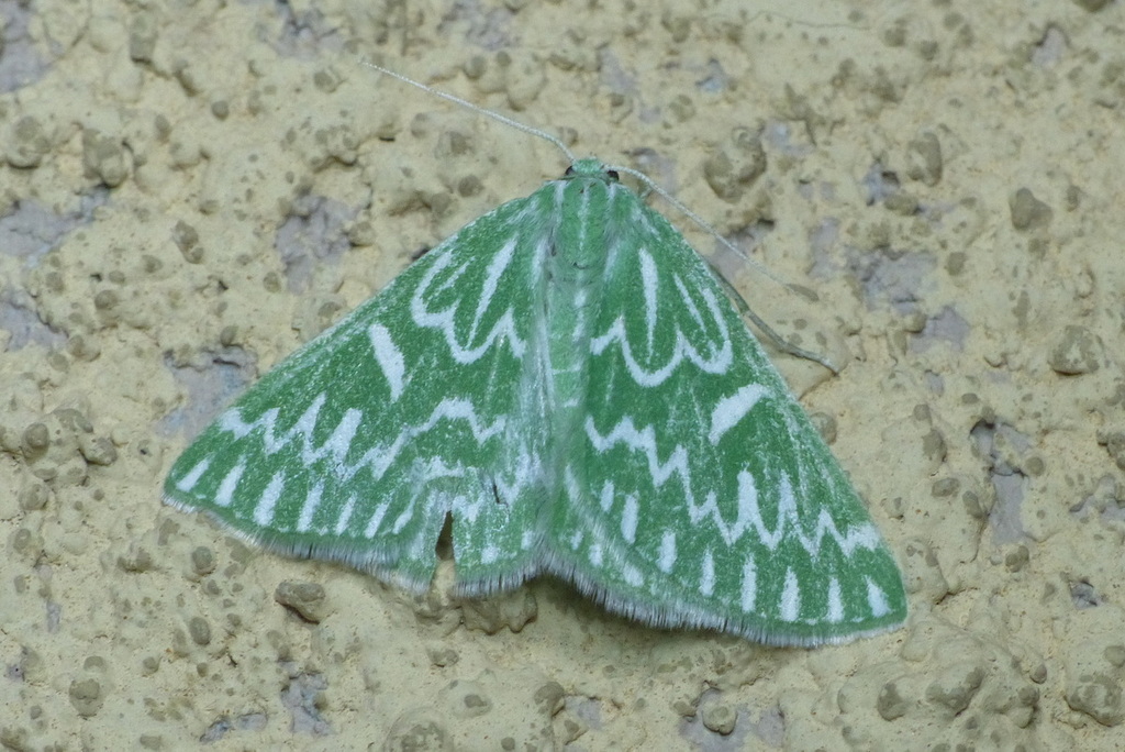 Thetidia fulminaria