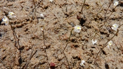 Utricularia spruceana