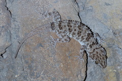 Tenuidactylus caspius caspius