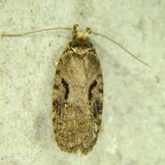 Agonopterix hyperella