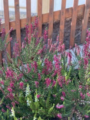 Calluna vulgaris