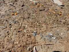 Utricularia spruceana