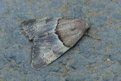 Drasteriodes limata