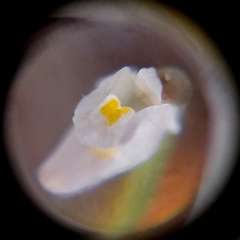 Utricularia spruceana