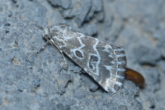 Alvaradoia ornatula