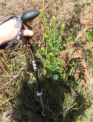 Lasiosiphon calocephalus