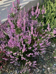 Calluna vulgaris