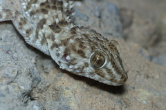 Tenuidactylus caspius caspius
