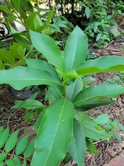 Prunus serotina