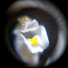 Utricularia spruceana