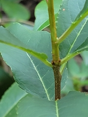 Prunus serotina