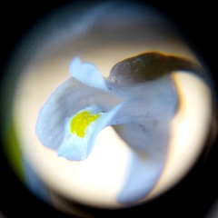 Utricularia spruceana