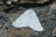 Dyscia malatyana