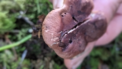 Tricholoma transmutans