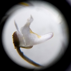 Utricularia spruceana