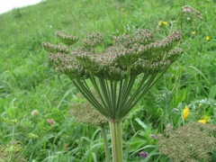 Agasyllis latifolia