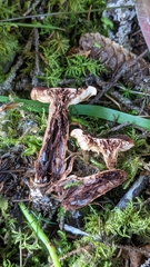 Tricholoma transmutans