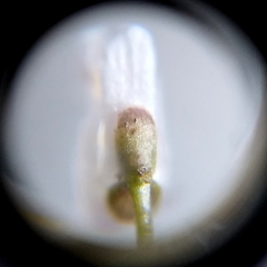 Utricularia spruceana