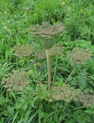 Agasyllis latifolia