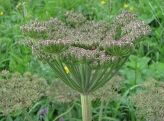 Agasyllis latifolia