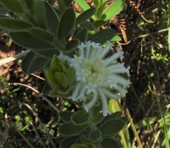 Lasiosiphon calocephalus