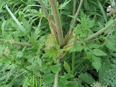 Agasyllis latifolia