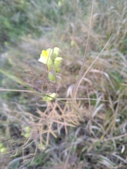 Linaria
