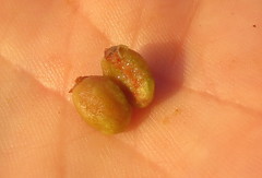 Crataegus ambigua