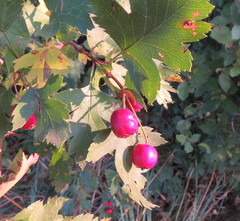 Crataegus ambigua