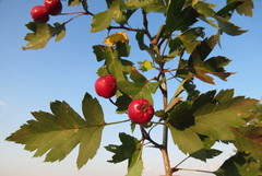 Crataegus ambigua