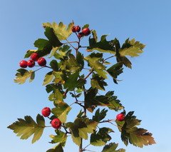 Crataegus ambigua