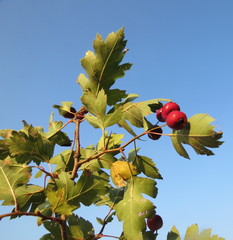 Crataegus ambigua