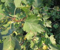 Crataegus ambigua