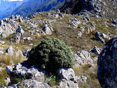 Oldenburgia paradoxa