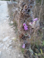 Stachys germanica