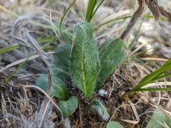 Pilosella echioides