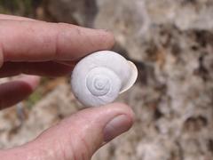 Dorcasia