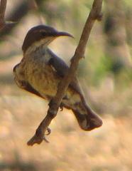 Cinnyris bifasciatus microrhynchus