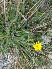 Leontodon biscutellifolius