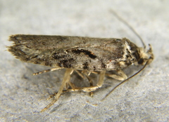 Agonopterix hyperella