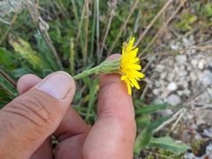 Leontodon biscutellifolius