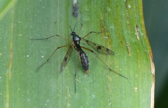 Ptychoptera contaminata