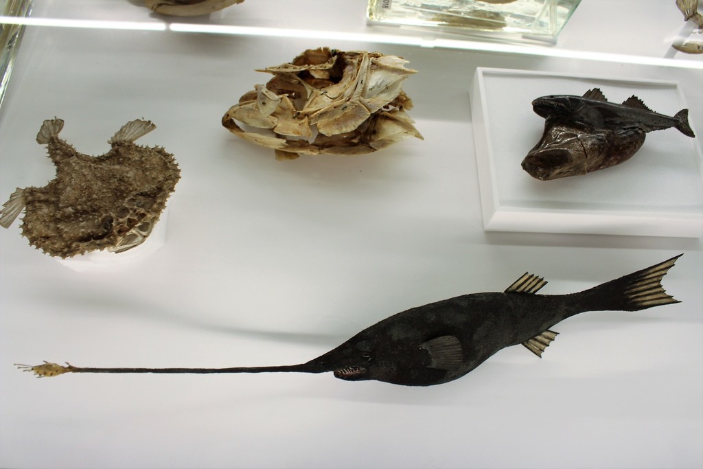 Cosmopolitan Whipnose