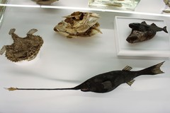 Cosmopolitan Whipnose photo 1