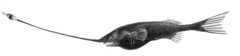 Cosmopolitan Whipnose photo 4