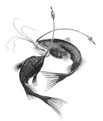 Cosmopolitan Whipnose photo 5