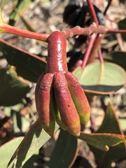 Eucalyptus grossa