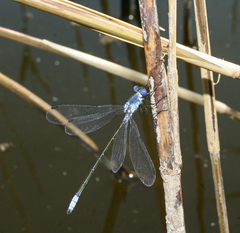 Lestes macrostigma